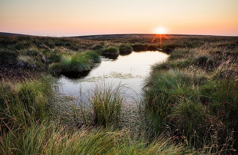 Marshland