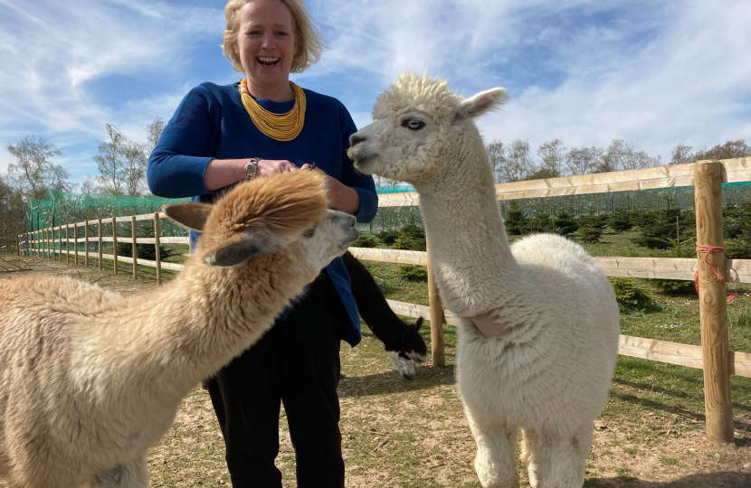 Alpacas