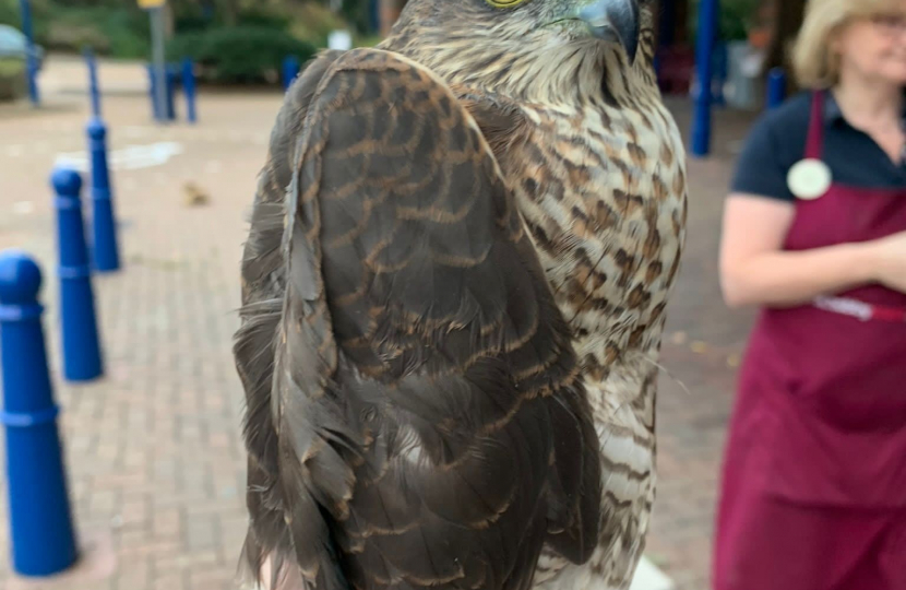 sparrowhawk