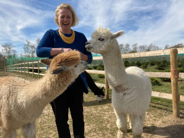 Alpacas